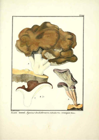 Reproducción/Reproduction 6045874498: Figures des champignons, servant de supplément aux planches de Bulliard Paris :Meilhac,1839-1842