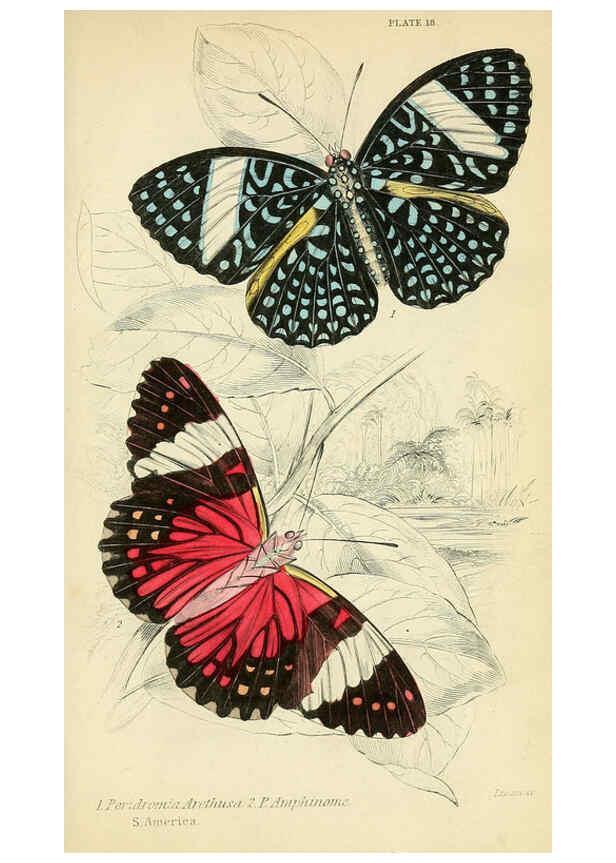 Reproducción/Reproduction 6045549723: Foreign butterflies Edinburgh :Henry G. Bohn,1858