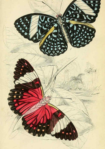 Reproducción/Reproduction 6045549723: Foreign butterflies Edinburgh :Henry G. Bohn,1858