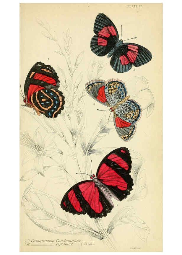 Reproducción/Reproduction 6045550851: Foreign butterflies Edinburgh :Henry G. Bohn,1858