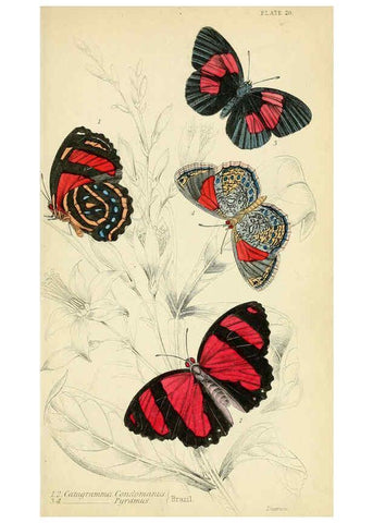 Reproducción/Reproduction 6045550851: Foreign butterflies Edinburgh :Henry G. Bohn,1858