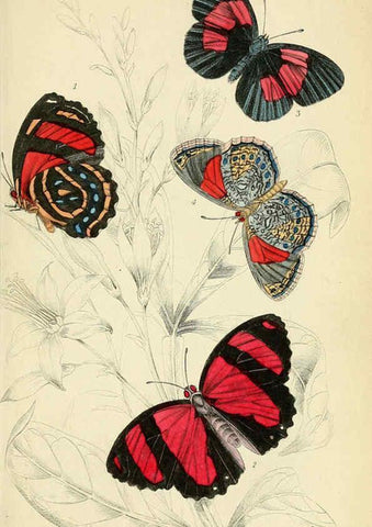 Reproducción/Reproduction 6045550851: Foreign butterflies Edinburgh :Henry G. Bohn,1858
