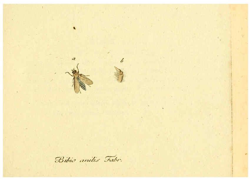 Reproducción/Reproduction 6045695967: Fauna Germanica, Diptera Nuremberg? :s.n.,between 1793 and 1805? 