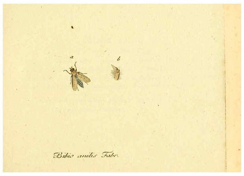 Reproducción/Reproduction 6045695967: Fauna Germanica, Diptera Nuremberg? :s.n.,between 1793 and 1805? 