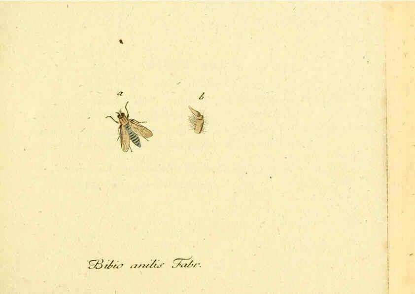 Reproducción/Reproduction 6045695967: Fauna Germanica, Diptera Nuremberg? :s.n.,between 1793 and 1805? 