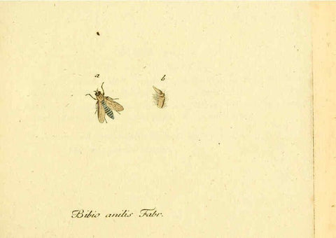 Reproducción/Reproduction 6045695967: Fauna Germanica, Diptera Nuremberg? :s.n.,between 1793 and 1805? 