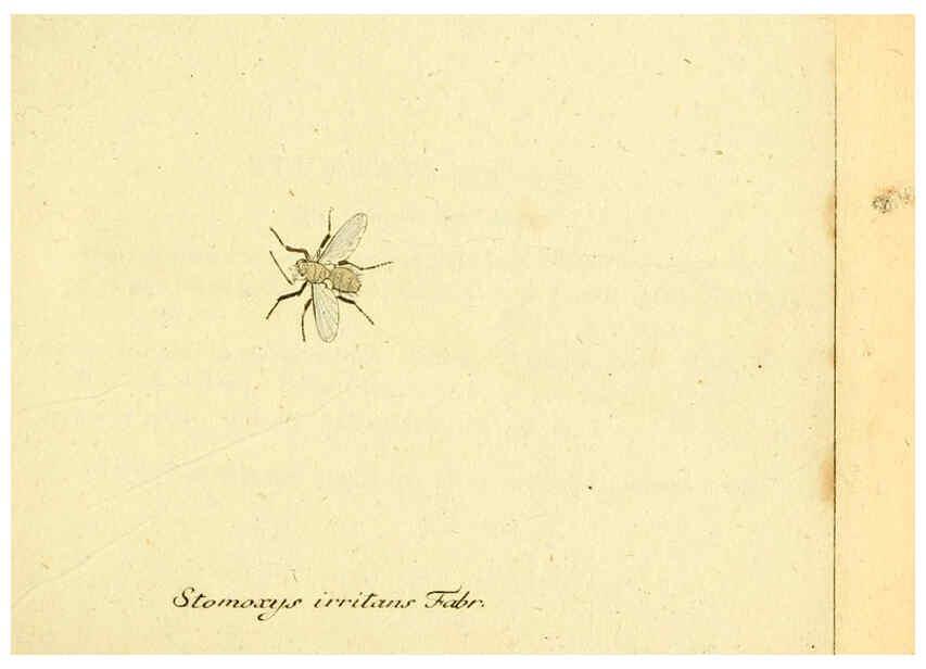 Reproducción/Reproduction 6046245738: Fauna Germanica, Diptera Nuremberg? :s.n.,between 1793 and 1805? 