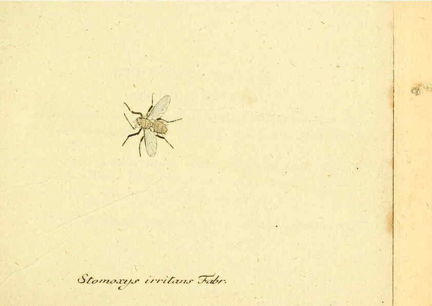 Reproducción/Reproduction 6046245738: Fauna Germanica, Diptera Nuremberg? :s.n.,between 1793 and 1805? 