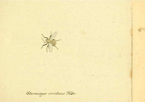 Reproducción/Reproduction 6046245738: Fauna Germanica, Diptera Nuremberg? :s.n.,between 1793 and 1805? 