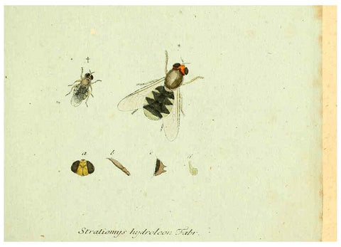 Reproducción/Reproduction 6045696683: Fauna Germanica, Diptera Nuremberg? :s.n.,between 1793 and 1805? 