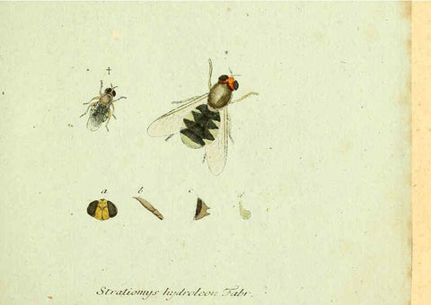Reproducción/Reproduction 6045696683: Fauna Germanica, Diptera Nuremberg? :s.n.,between 1793 and 1805? 