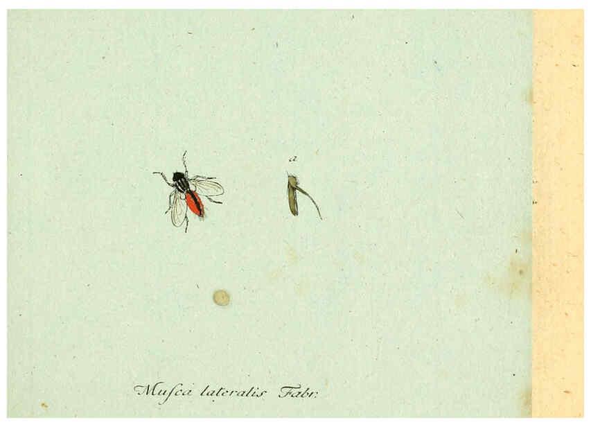 Reproducción/Reproduction 6045696969: Fauna Germanica, Diptera Nuremberg? :s.n.,between 1793 and 1805? 