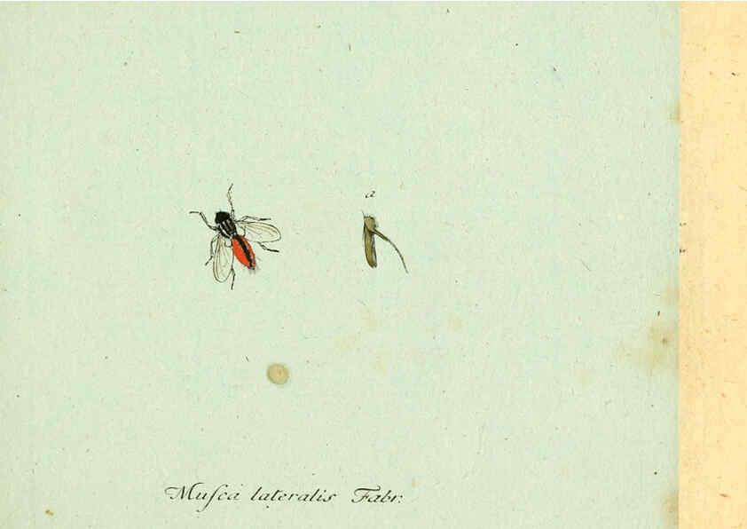 Reproducción/Reproduction 6045696969: Fauna Germanica, Diptera Nuremberg? :s.n.,between 1793 and 1805? 