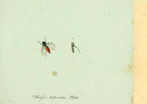 Reproducción/Reproduction 6045696969: Fauna Germanica, Diptera Nuremberg? :s.n.,between 1793 and 1805? 