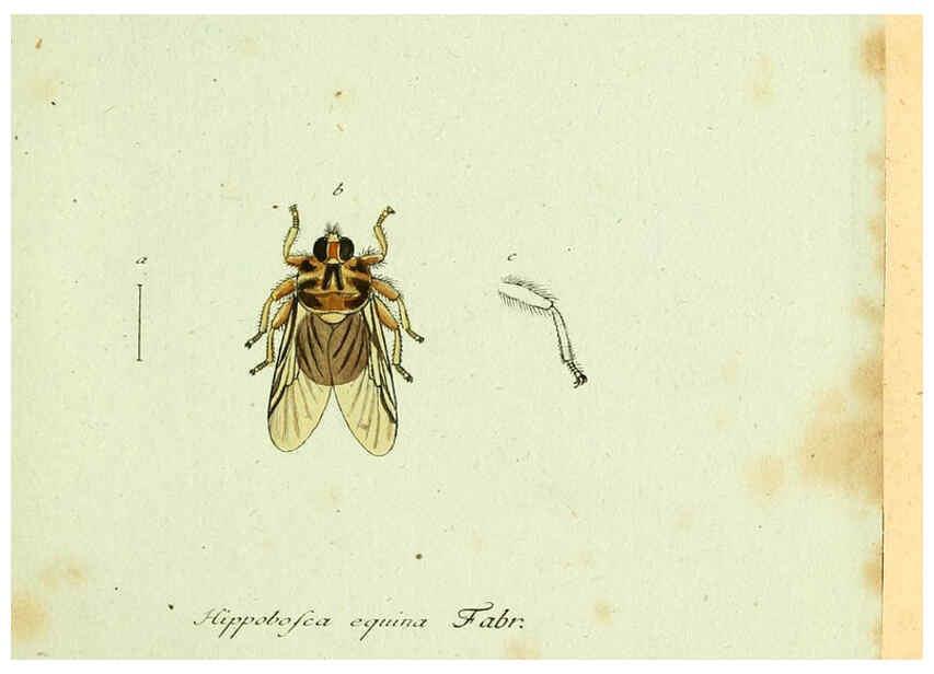 Reproducción/Reproduction 6045697201: Fauna Germanica, Diptera Nuremberg? :s.n.,between 1793 and 1805? 