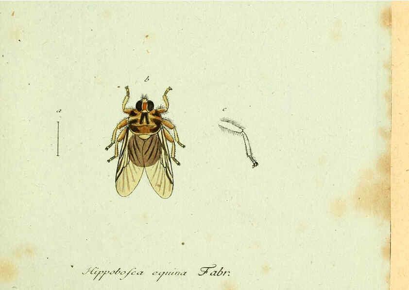 Reproducción/Reproduction 6045697201: Fauna Germanica, Diptera Nuremberg? :s.n.,between 1793 and 1805? 