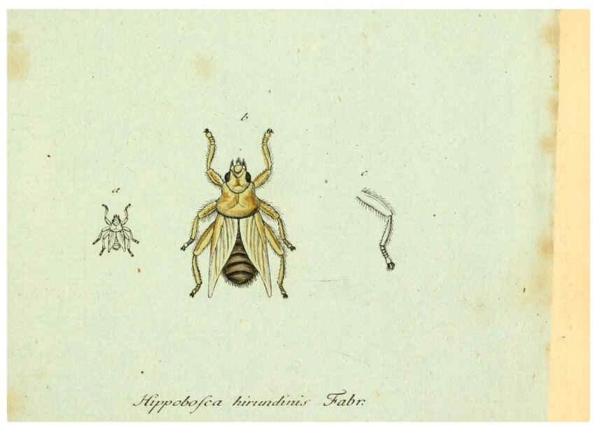 Reproducción/Reproduction 6046246878: Fauna Germanica, Diptera Nuremberg? :s.n.,between 1793 and 1805? 
