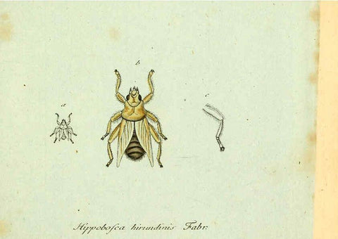 Reproducción/Reproduction 6046246878: Fauna Germanica, Diptera Nuremberg? :s.n.,between 1793 and 1805? 