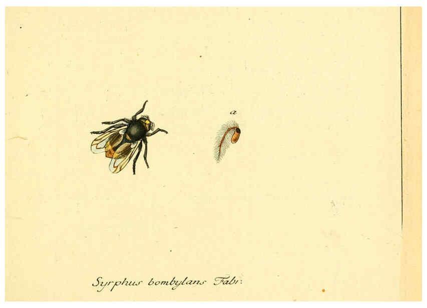 Reproducción/Reproduction 6046247130: Fauna Germanica, Diptera Nuremberg? :s.n.,between 1793 and 1805? 