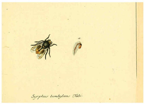 Reproducción/Reproduction 6046247130: Fauna Germanica, Diptera Nuremberg? :s.n.,between 1793 and 1805? 