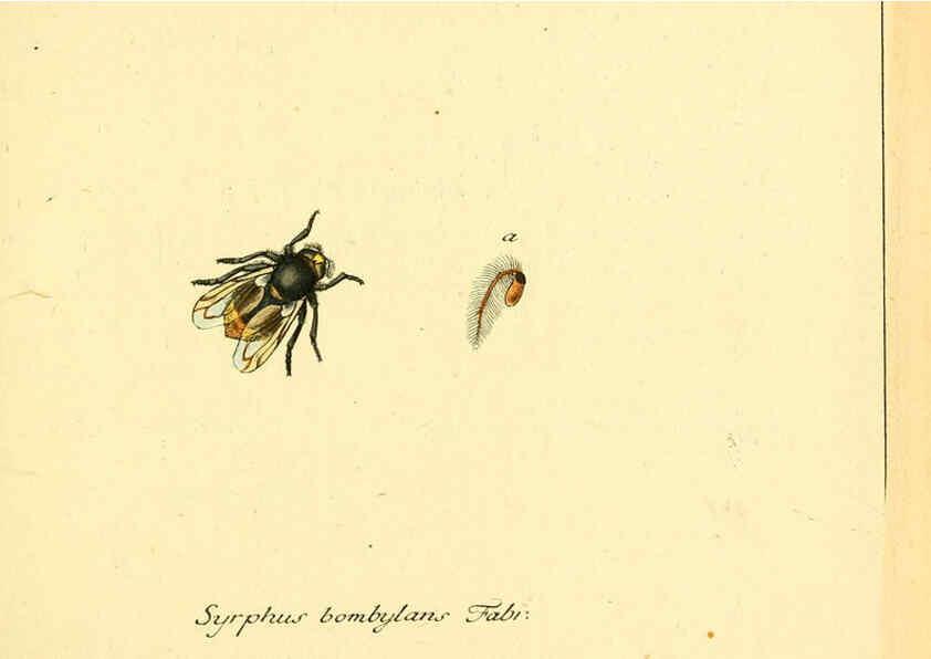 Reproducción/Reproduction 6046247130: Fauna Germanica, Diptera Nuremberg? :s.n.,between 1793 and 1805? 