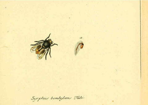 Reproducción/Reproduction 6046247130: Fauna Germanica, Diptera Nuremberg? :s.n.,between 1793 and 1805? 