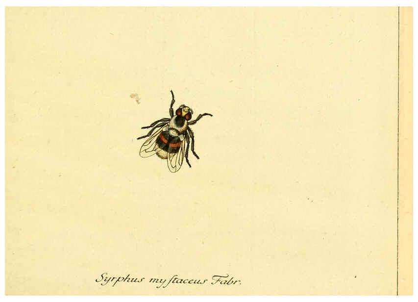 Reproducción/Reproduction 6045698103: Fauna Germanica, Diptera Nuremberg? :s.n.,between 1793 and 1805? 