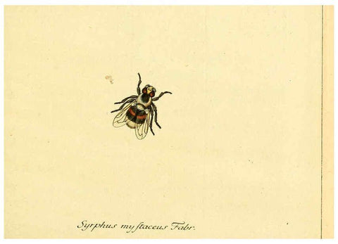 Reproducción/Reproduction 6045698103: Fauna Germanica, Diptera Nuremberg? :s.n.,between 1793 and 1805? 