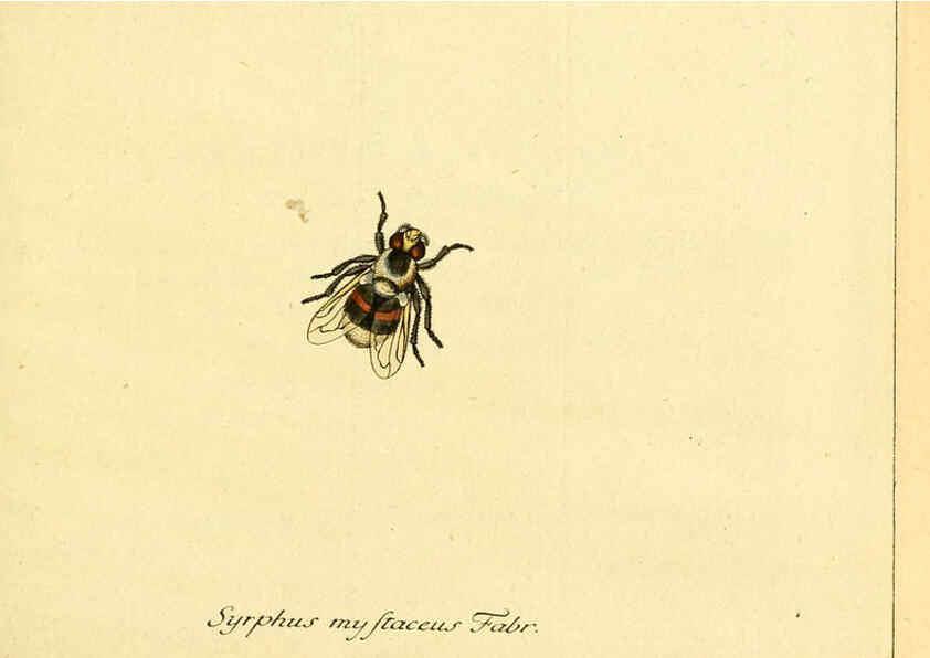Reproducción/Reproduction 6045698103: Fauna Germanica, Diptera Nuremberg? :s.n.,between 1793 and 1805? 