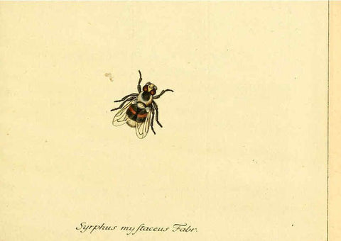 Reproducción/Reproduction 6045698103: Fauna Germanica, Diptera Nuremberg? :s.n.,between 1793 and 1805? 