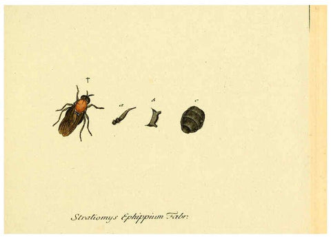 Reproducción/Reproduction 6046249334: Fauna Germanica, Diptera Nuremberg? :s.n.,between 1793 and 1805? 
