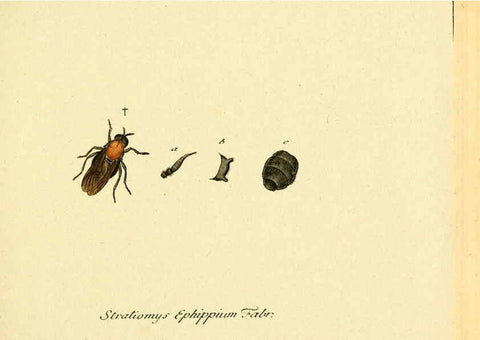 Reproducción/Reproduction 6046249334: Fauna Germanica, Diptera Nuremberg? :s.n.,between 1793 and 1805? 