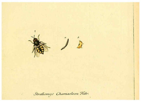 Reproducción/Reproduction 6046249694: Fauna Germanica, Diptera Nuremberg? :s.n.,between 1793 and 1805? 