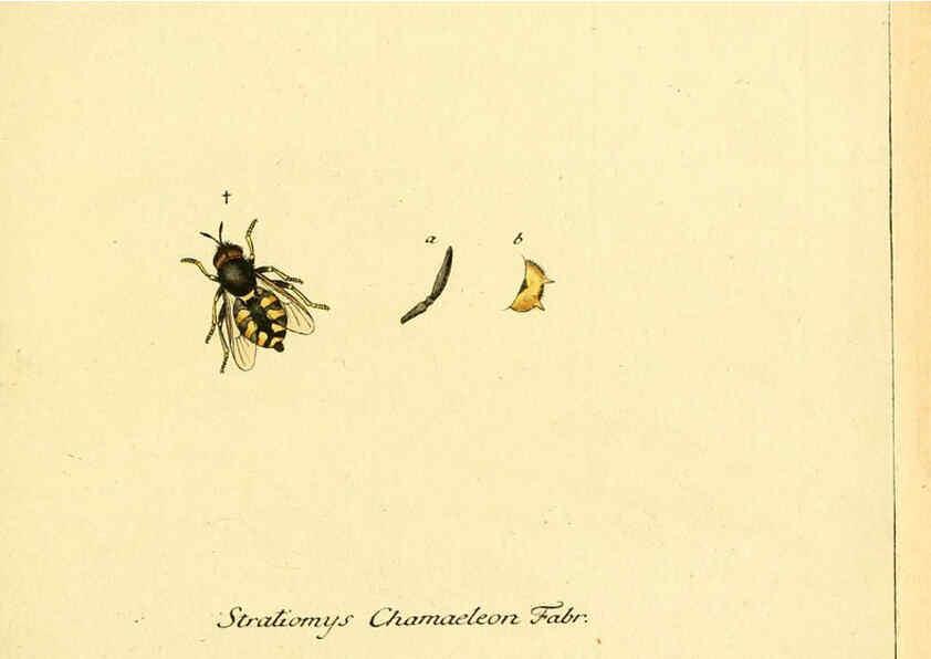 Reproducción/Reproduction 6046249694: Fauna Germanica, Diptera Nuremberg? :s.n.,between 1793 and 1805? 