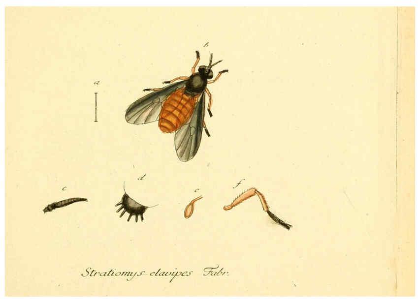 Reproducción/Reproduction 6045700529: Fauna Germanica, Diptera Nuremberg? :s.n.,between 1793 and 1805? 