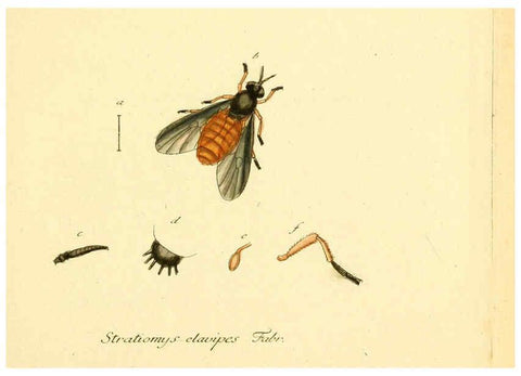 Reproducción/Reproduction 6045700529: Fauna Germanica, Diptera Nuremberg? :s.n.,between 1793 and 1805? 