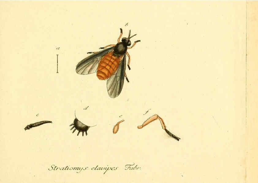 Reproducción/Reproduction 6045700529: Fauna Germanica, Diptera Nuremberg? :s.n.,between 1793 and 1805? 