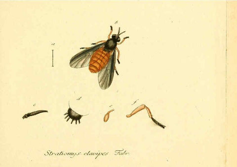 Reproducción/Reproduction 6045700529: Fauna Germanica, Diptera Nuremberg? :s.n.,between 1793 and 1805? 