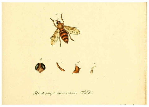 Reproducción/Reproduction 6045700931: Fauna Germanica, Diptera Nuremberg? :s.n.,between 1793 and 1805? 