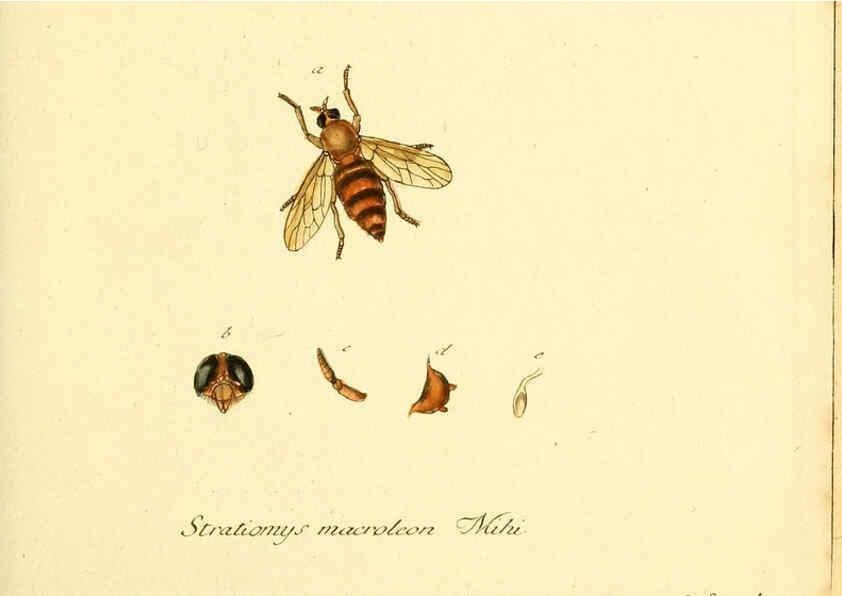 Reproducción/Reproduction 6045700931: Fauna Germanica, Diptera Nuremberg? :s.n.,between 1793 and 1805? 