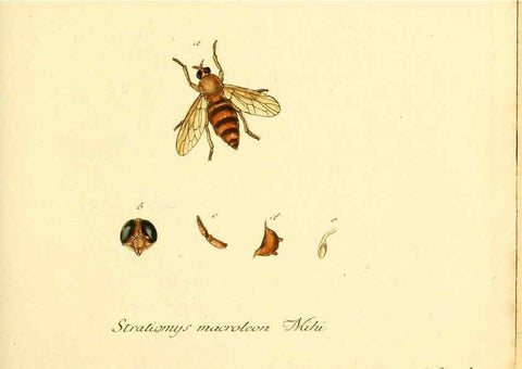 Reproducción/Reproduction 6045700931: Fauna Germanica, Diptera Nuremberg? :s.n.,between 1793 and 1805? 