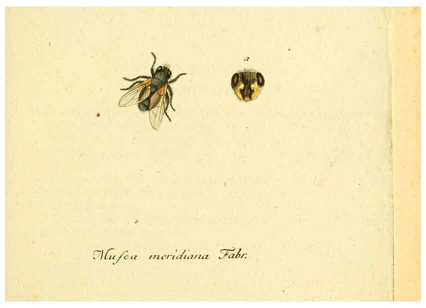 Reproducción/Reproduction 6046250696: Fauna Germanica, Diptera Nuremberg? :s.n.,between 1793 and 1805? 