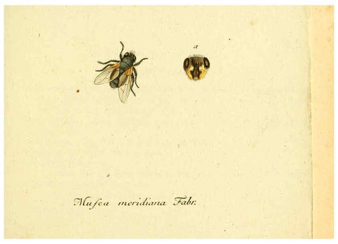 Reproducción/Reproduction 6046250696: Fauna Germanica, Diptera Nuremberg? :s.n.,between 1793 and 1805? 