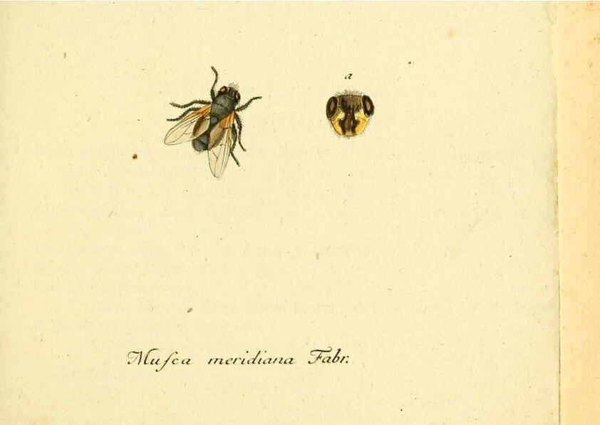 Reproducción/Reproduction 6046250696: Fauna Germanica, Diptera Nuremberg? :s.n.,between 1793 and 1805? 