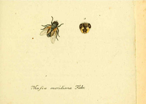 Reproducción/Reproduction 6046250696: Fauna Germanica, Diptera Nuremberg? :s.n.,between 1793 and 1805? 