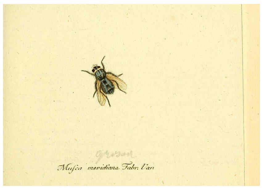 Reproducción/Reproduction 6045701515: Fauna Germanica, Diptera Nuremberg? :s.n.,between 1793 and 1805? 