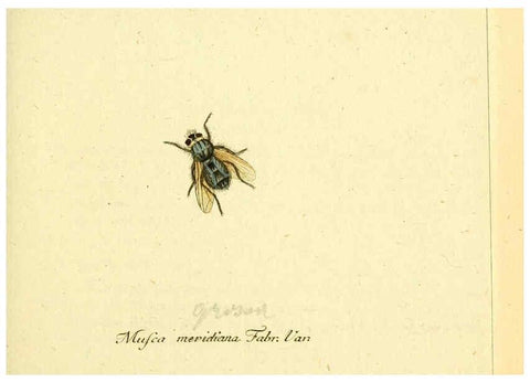 Reproducción/Reproduction 6045701515: Fauna Germanica, Diptera Nuremberg? :s.n.,between 1793 and 1805? 
