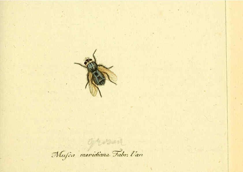 Reproducción/Reproduction 6045701515: Fauna Germanica, Diptera Nuremberg? :s.n.,between 1793 and 1805? 