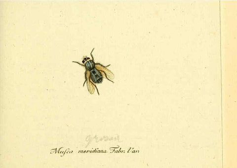 Reproducción/Reproduction 6045701515: Fauna Germanica, Diptera Nuremberg? :s.n.,between 1793 and 1805? 