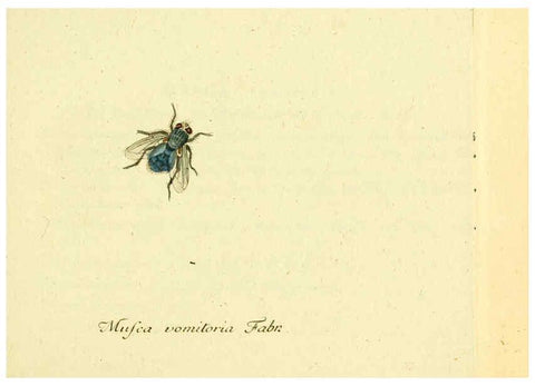 Reproducción/Reproduction 6045701757: Fauna Germanica, Diptera Nuremberg? :s.n.,between 1793 and 1805? 